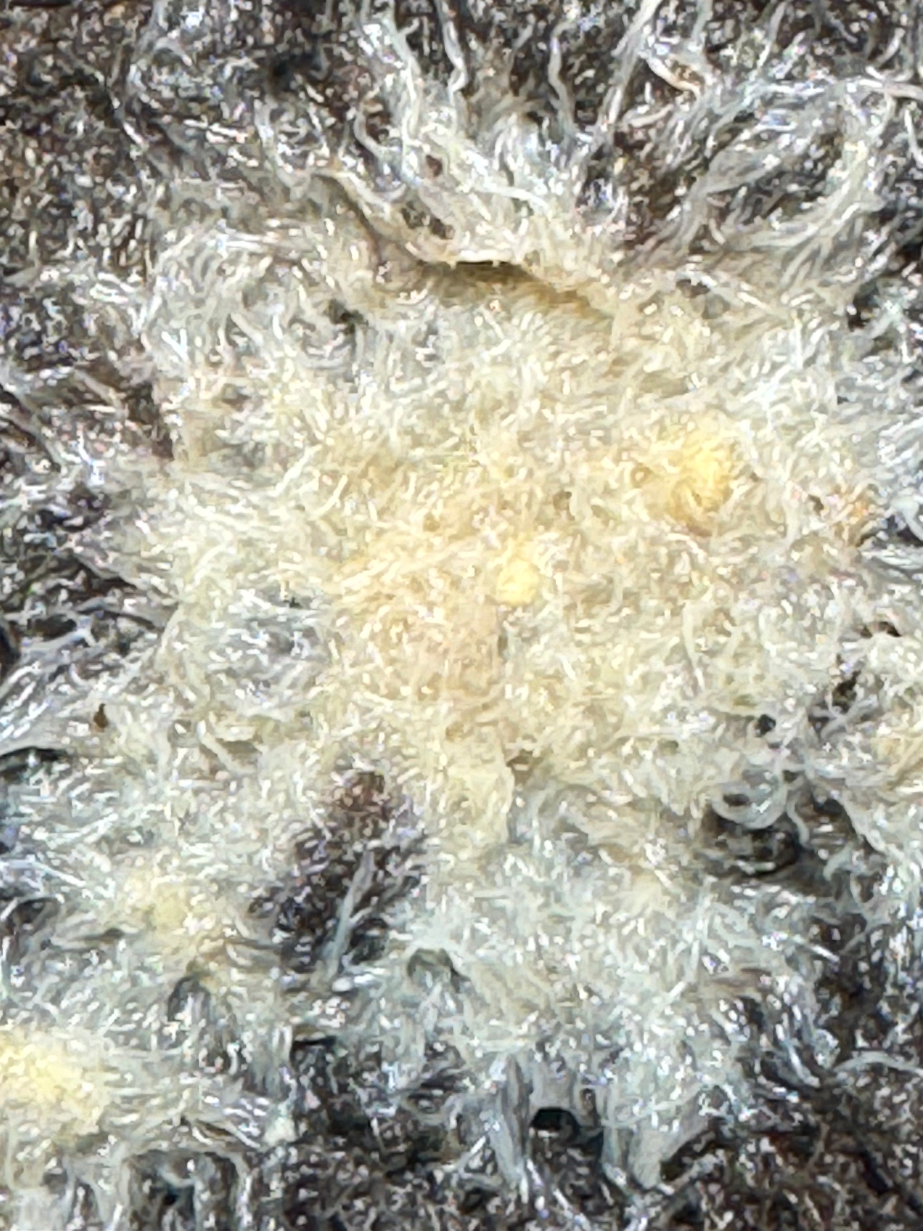 Close-up of a live grindal worm culture on soil substrate, showing a dense cluster of white worms used as nutritious live food for aquarium fish and fry