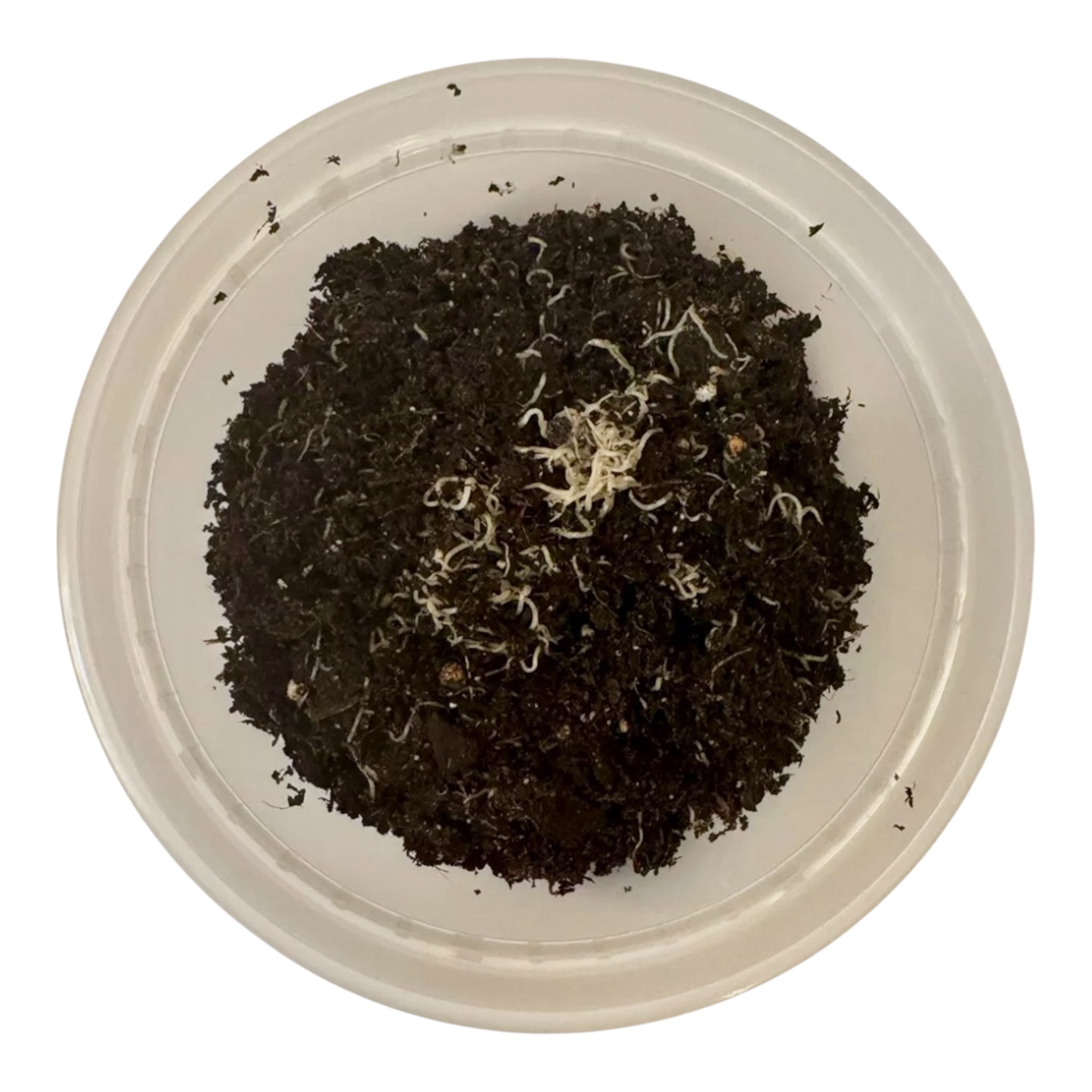 Live white worm starter culture in a plastic container with soil substrate and visible white worms, used as a nutritious live food source for aquarium fish.