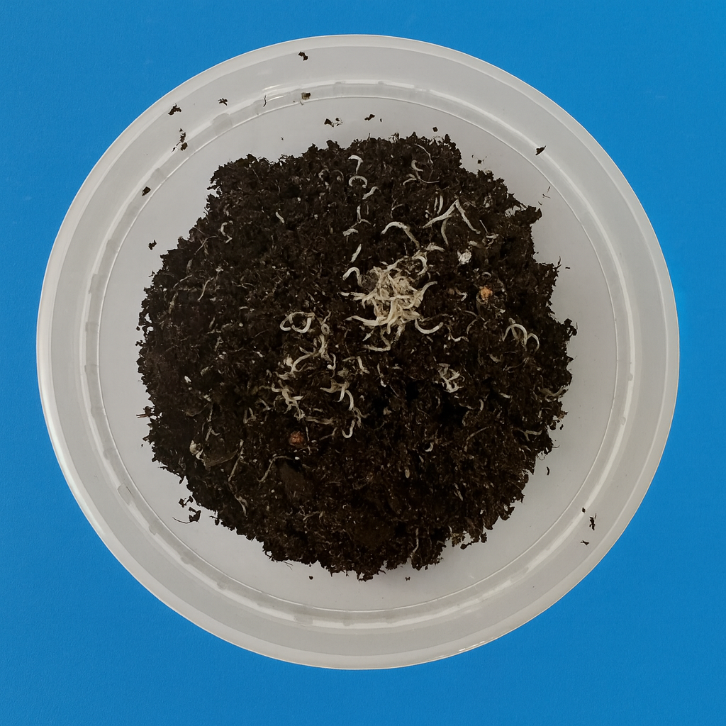 White worm starter culture in a clear plastic container with soil substrate and visible live white worms, used as high-protein live food for aquarium fish