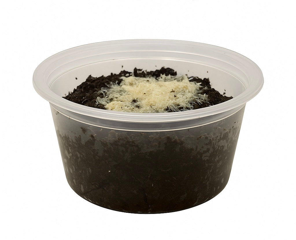 Live Grindal Worm Culture Starter – Nutritious Live Food for Aquarium Fish