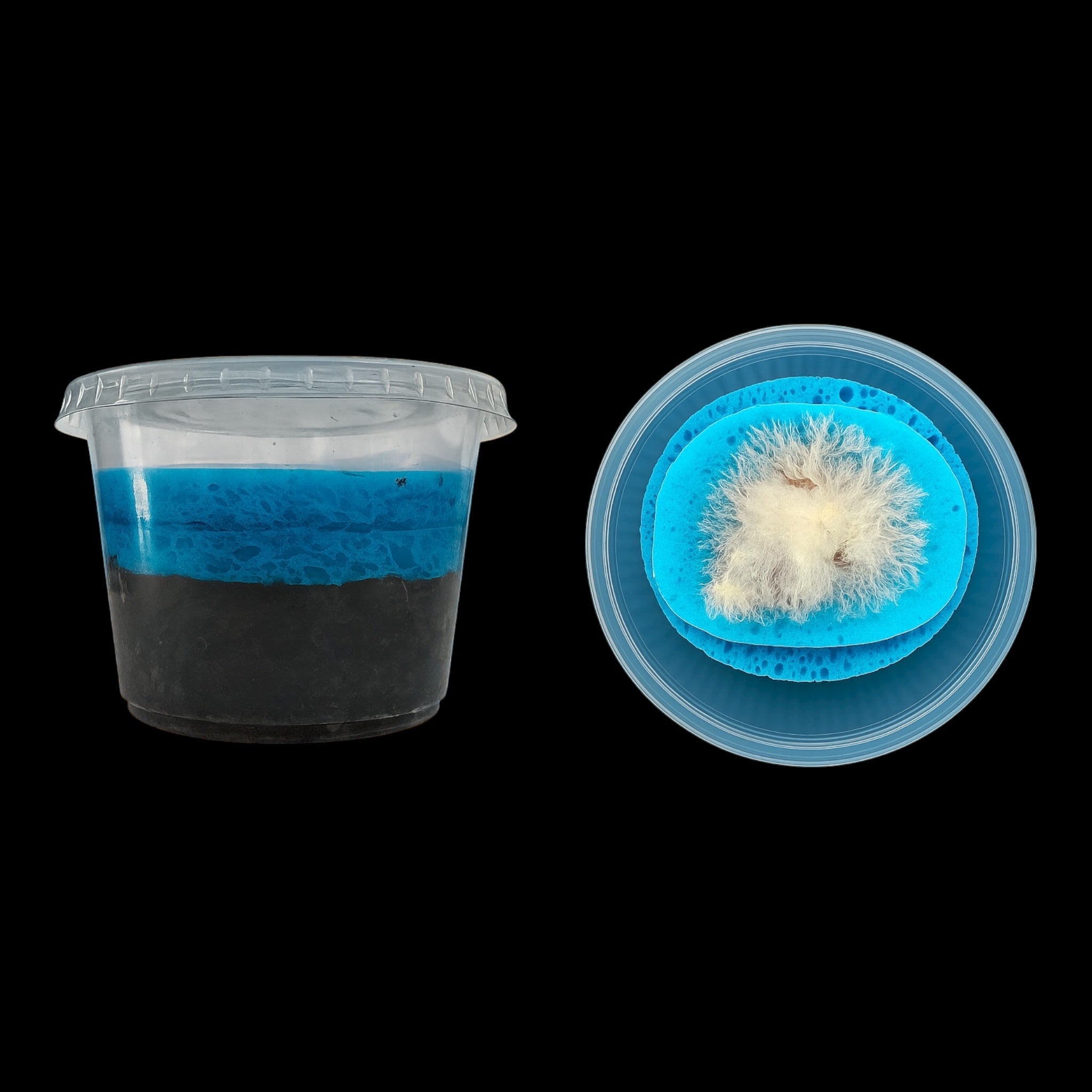 Grindal worm culture in deli cup with soil and sponge layer, live food source for freshwater aquarium fish, betta fry, and nano fish.