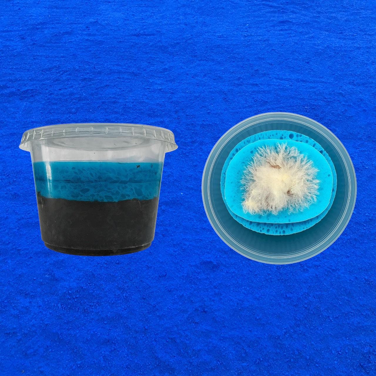 Live Grindal Worm Culture – 4-Layer Sponge Setup for Easy Harvesting