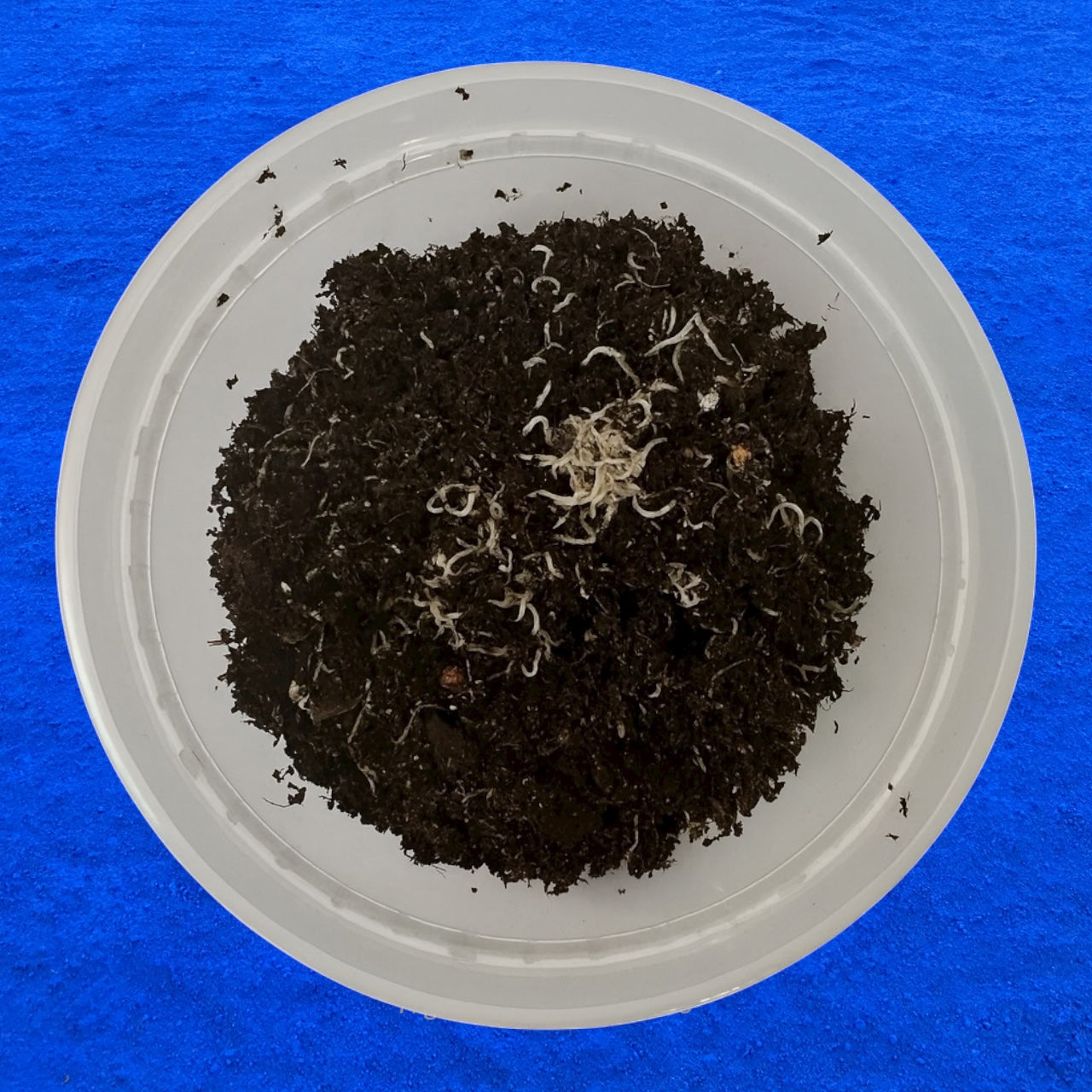 Live White Worm Culture Starter – Nutritious Live Food for Aquarium Fish