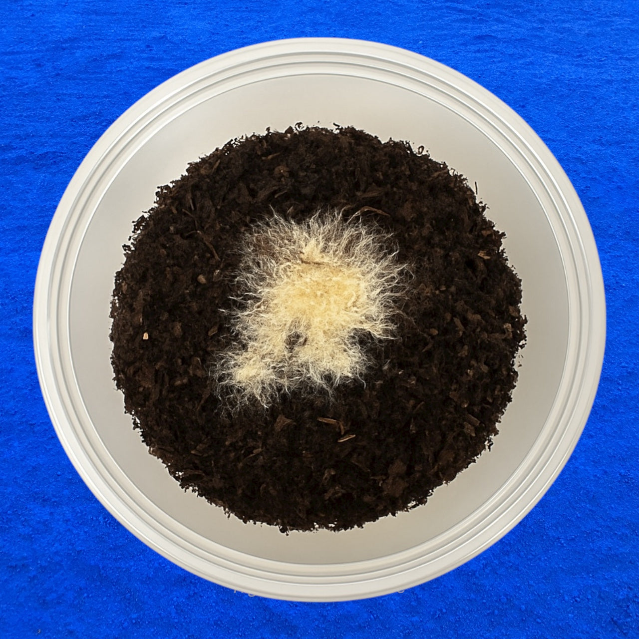 Live Grindal Worm Culture Starter – Nutritious Live Food for Aquarium Fish