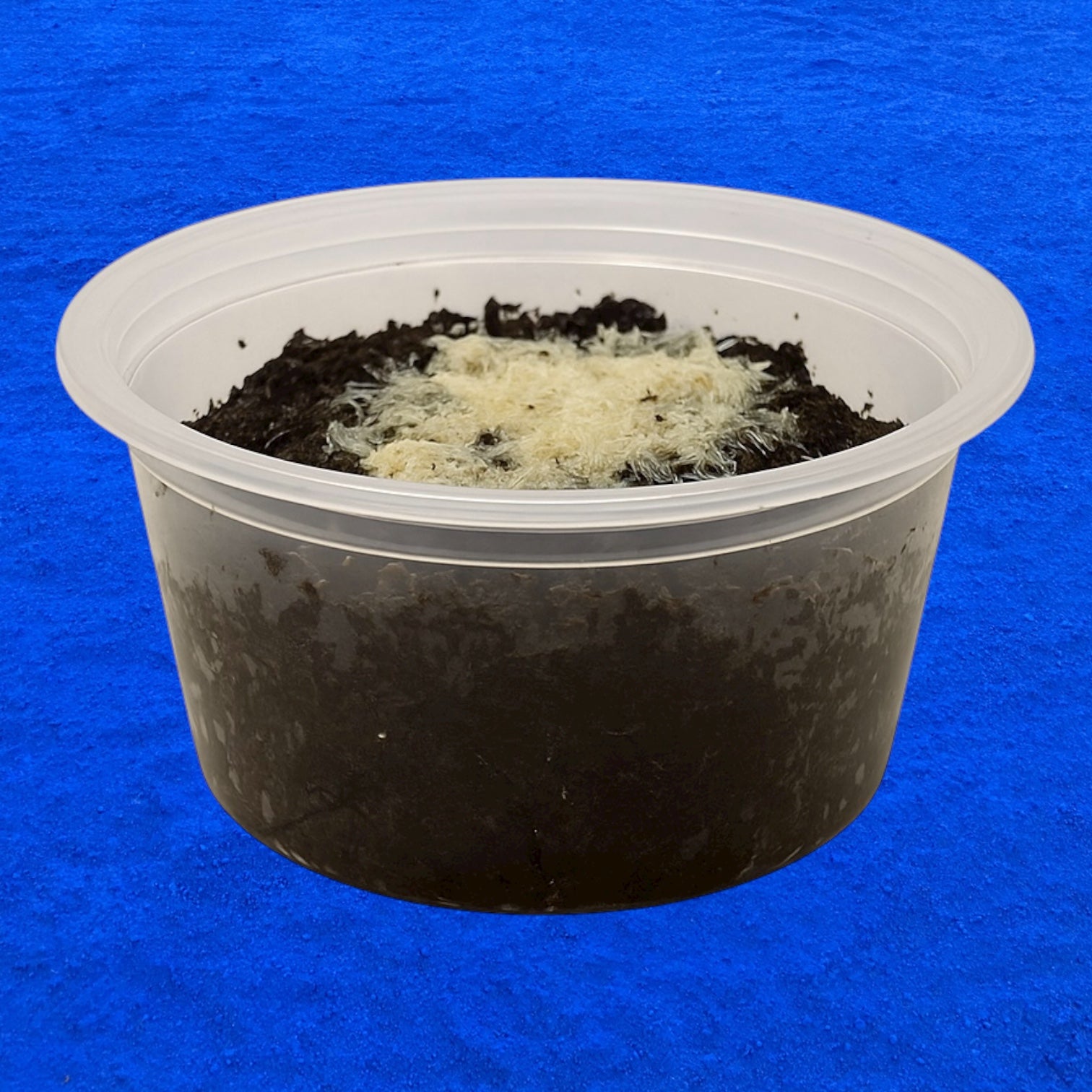 Live Grindal Worm Culture Starter – Nutritious Live Food for Aquarium Fish