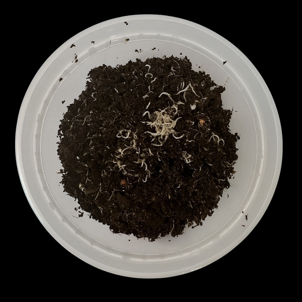 White worm starter culture in a clear plastic container with soil substrate and visible live white worms, used as high-protein live food for aquarium fish