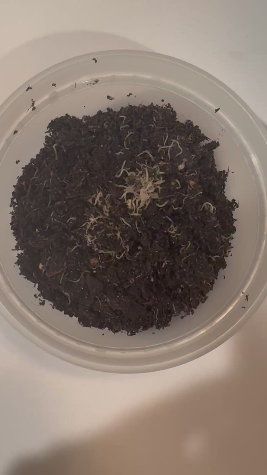 Live White Worm Culture Starter – Nutritious Live Food for Aquarium Fish